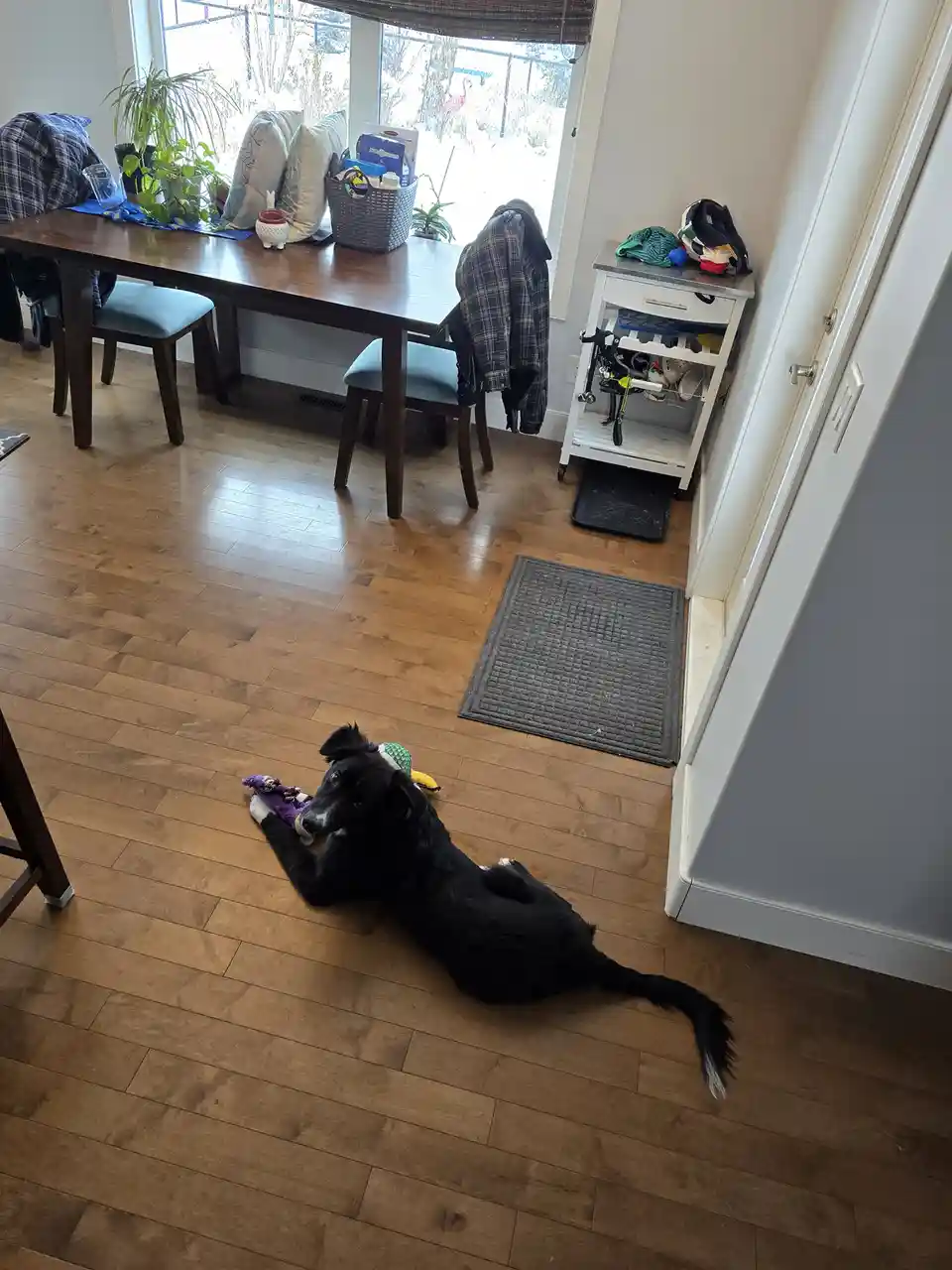 A black dog with white paws lies on a wooden floor, holding a purple and green toy, looking up with a relaxed expression. In…