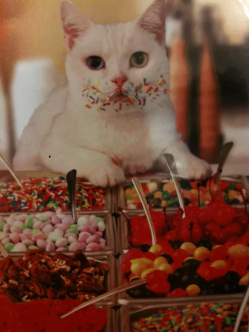 A white cat with mismatched eyes sits behind a candy counter, colorful sprinkles stuck to its muzzle and whiskers. The cat…