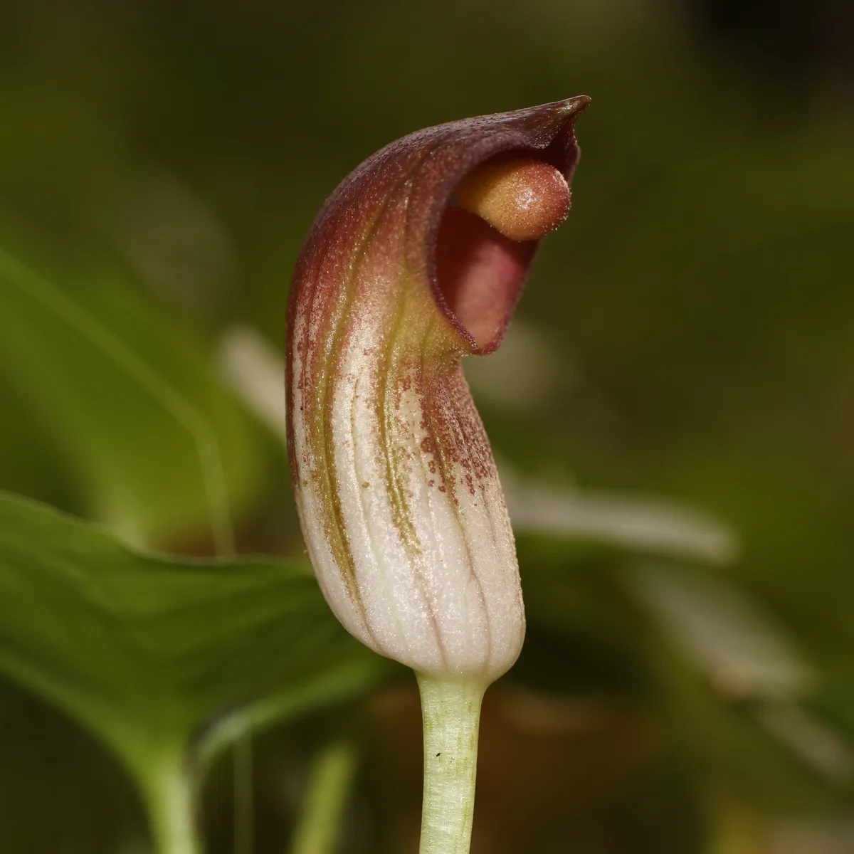 A close-up photograph shows a single, curved, hooded flower with a brownish-red upper portion and a pale, ribbed lower…