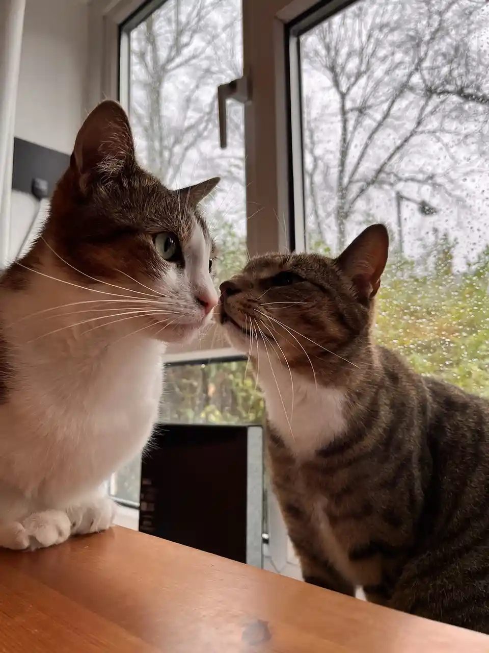 Two cats sit on a wooden windowsill facing each other, one with white and brown fur and green eyes, the other with tabby…