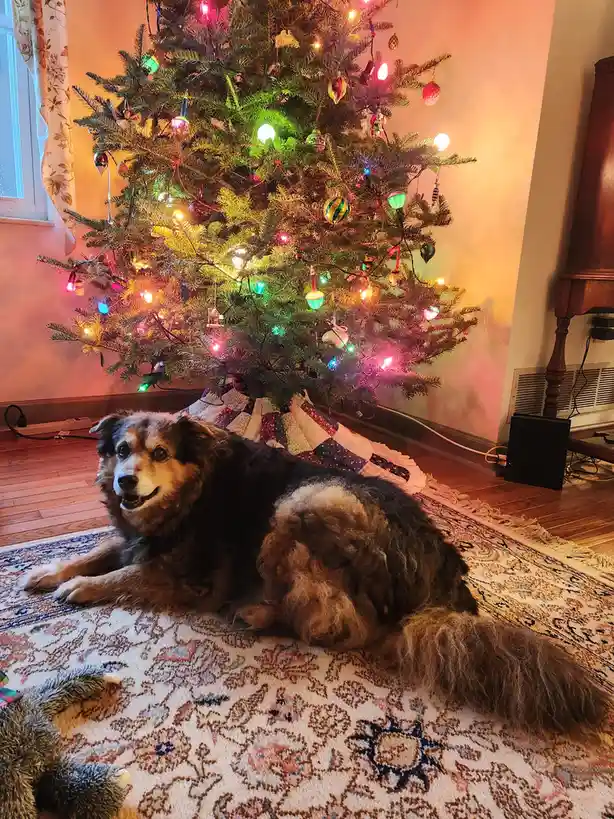 Peanut the Dog's Daily Adventure - Day 1590