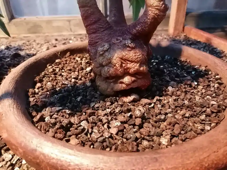a close-up photo of a potted plant with a gnarled, textured trunk that resembles a human face with eyes, nose, and mouth…