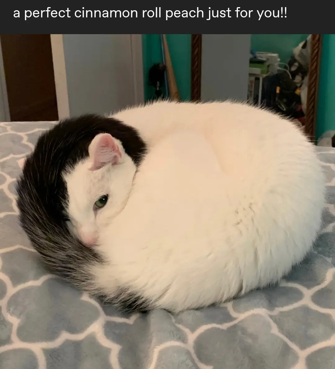 A fluffy white and black cat is curled up into a tight, round ball on a patterned gray blanket, resembling a cinnamon roll…