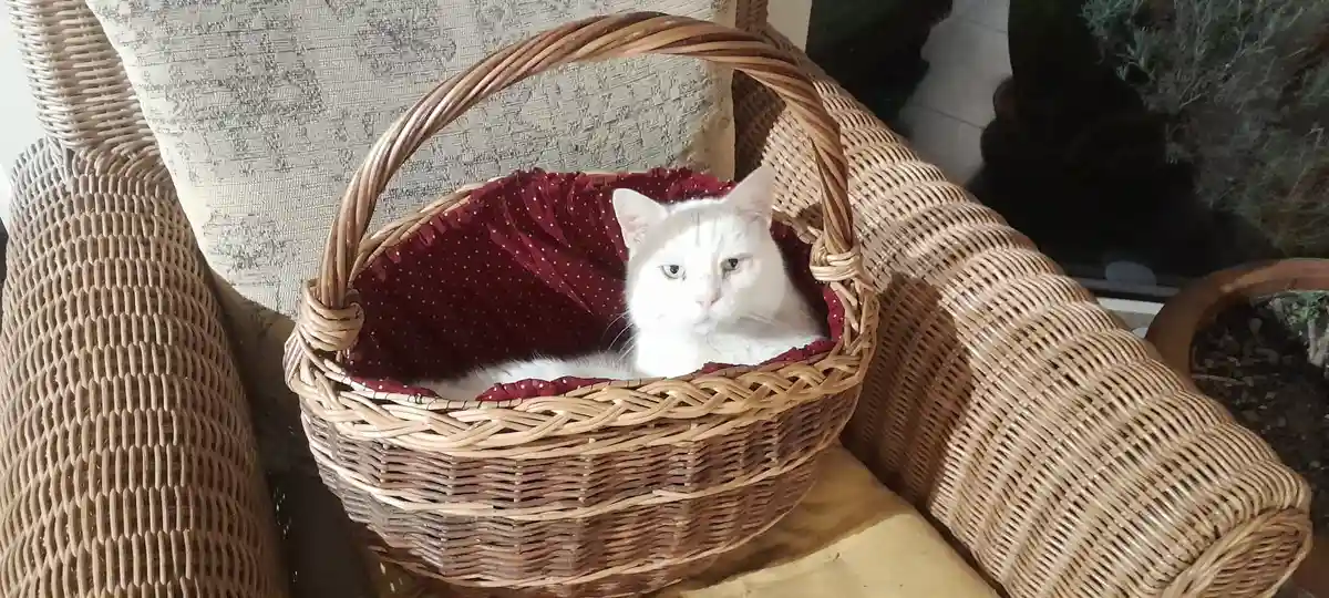 A white cat with green eyes sits calmly inside a wicker basket lined with red polka-dotted fabric, placed on a wicker chair…