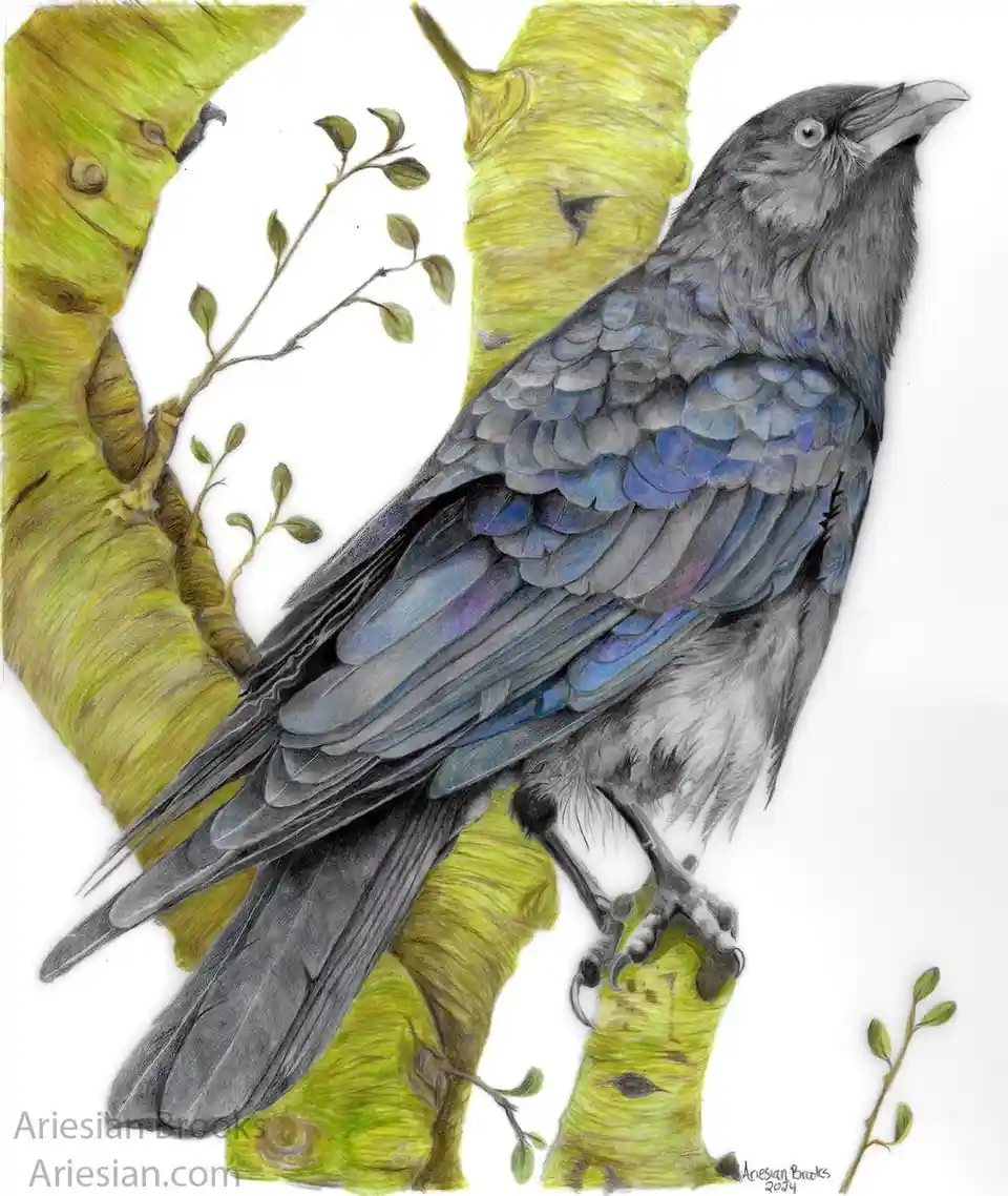 A detailed colored pencil drawing of a raven perched on a birch tree branch with greenish-yellow bark and small leaves. The…