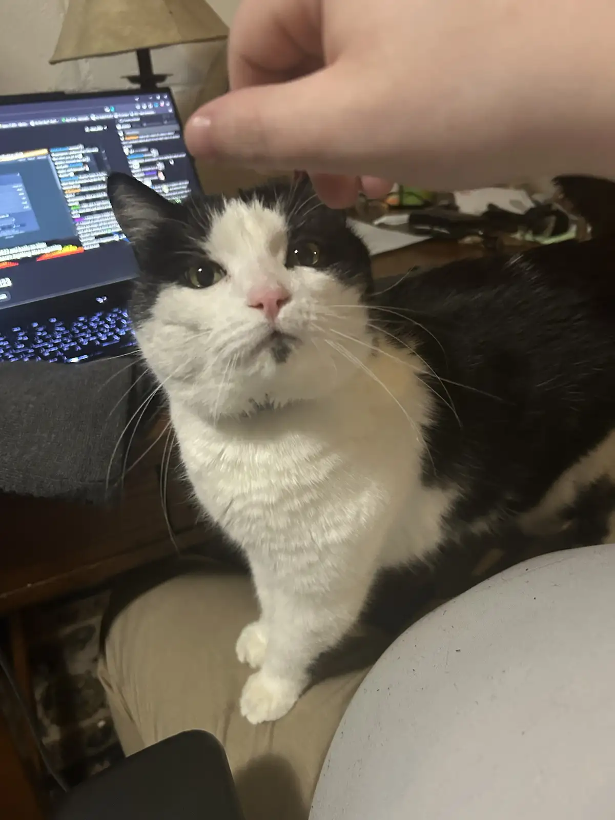 A black and white cat sits on someone's lap, looking up with a displeased expression as a hand hovers above its head. In the…