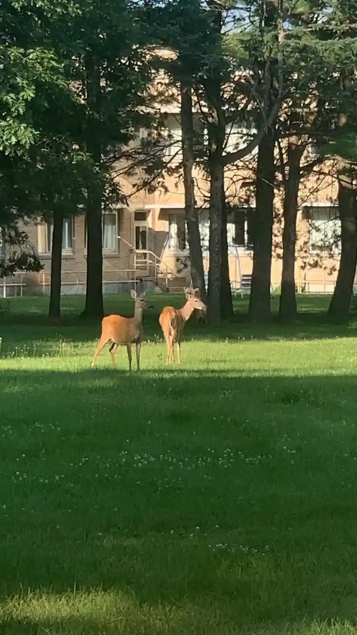 two deer stand in a sunlit grassy field dotted with small white flowers, with a multi-story brick building and tall trees…