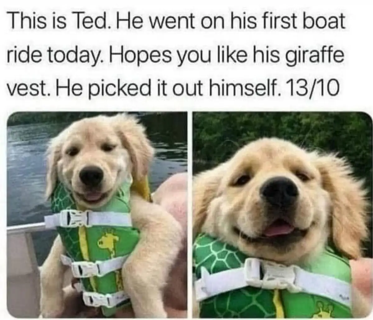 A split image shows a golden retriever puppy wearing a green life vest with a giraffe pattern, looking happy in two slightly…