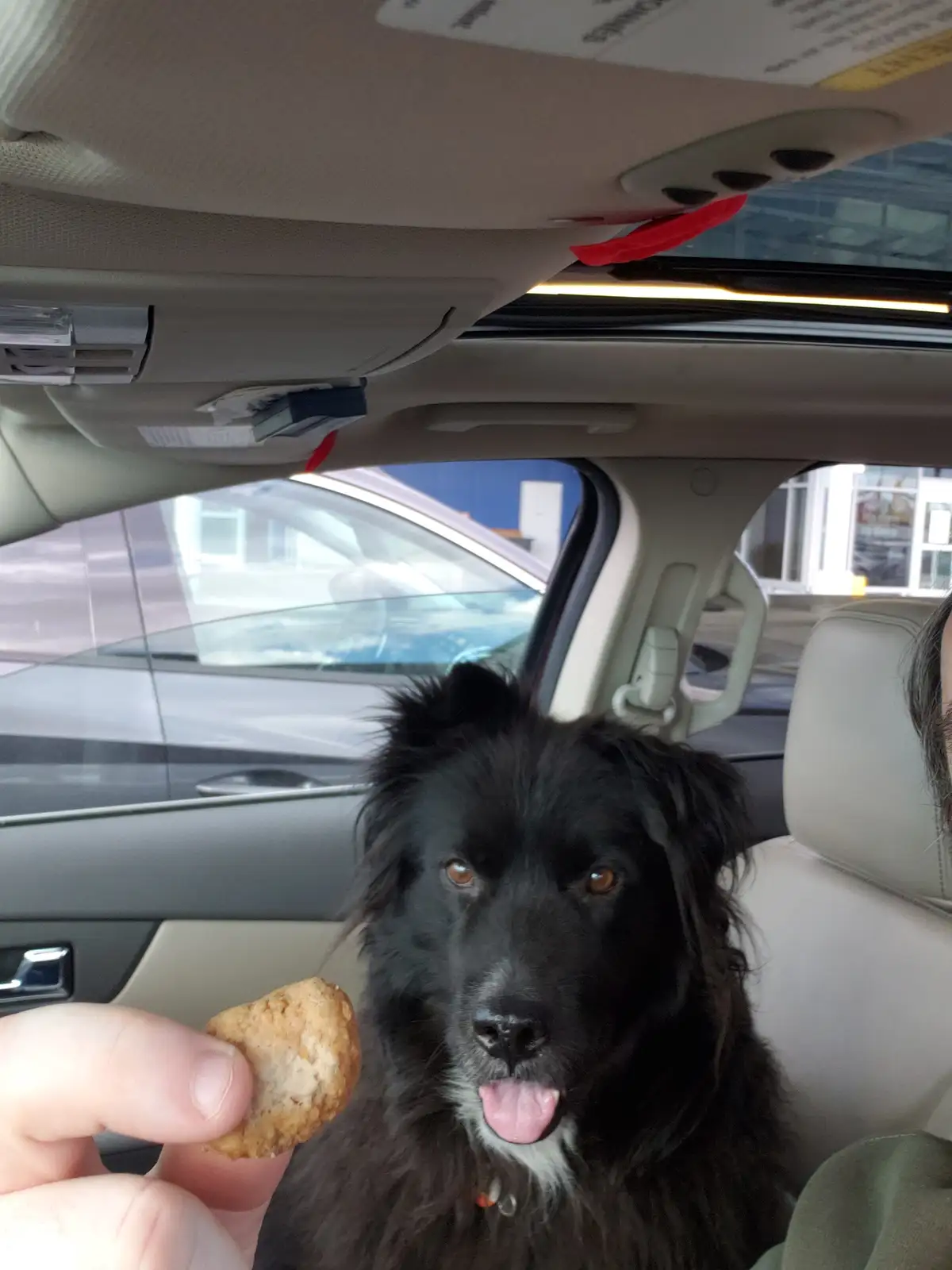 Oso and His Hilarious Ikea Meatbob Adventure