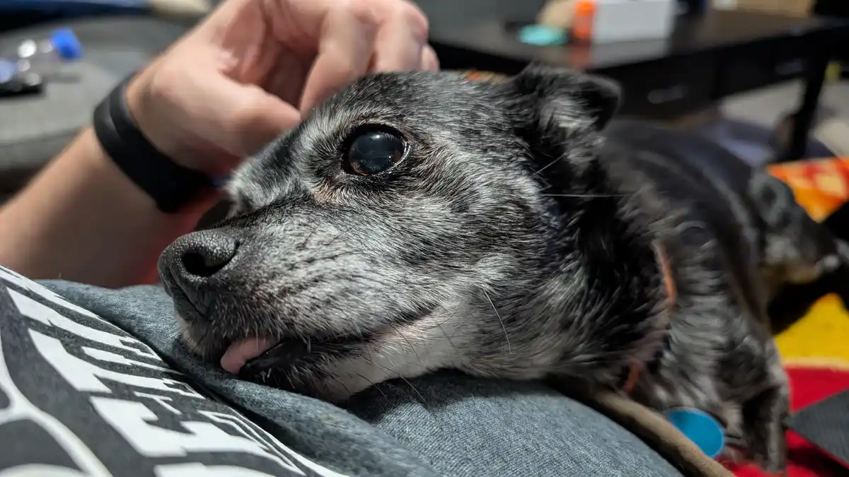 My 14-Year-Old Chug Relaxing on My Belly While I Write to My Pen Pal