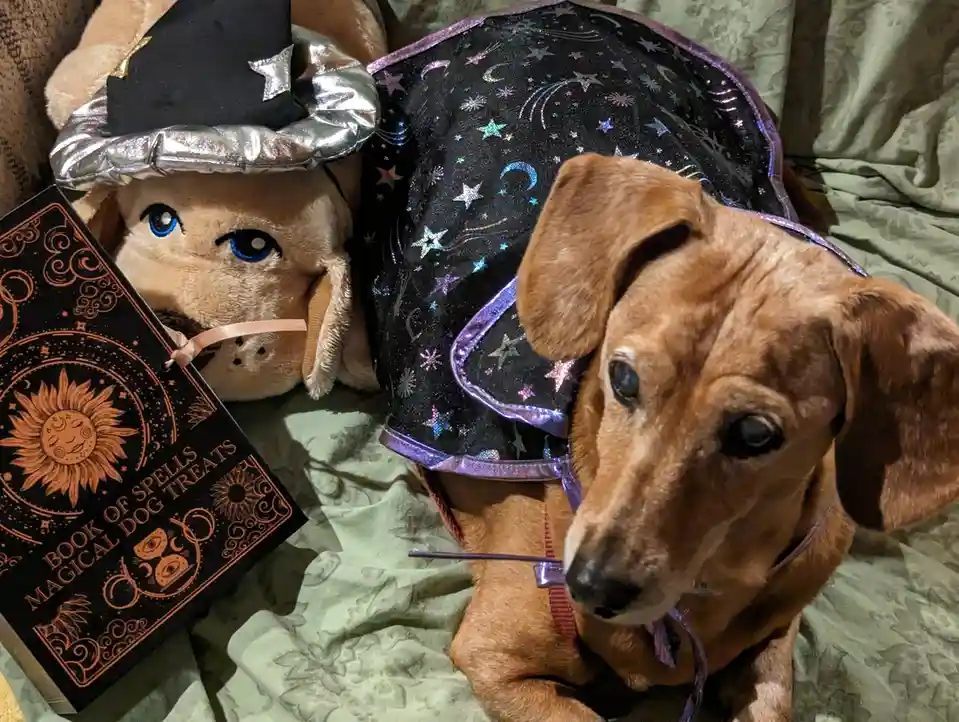 A brown dachshund wearing a black starry witch's cape and holding a wand sits next to a stuffed dog in a witch hat, beside a…