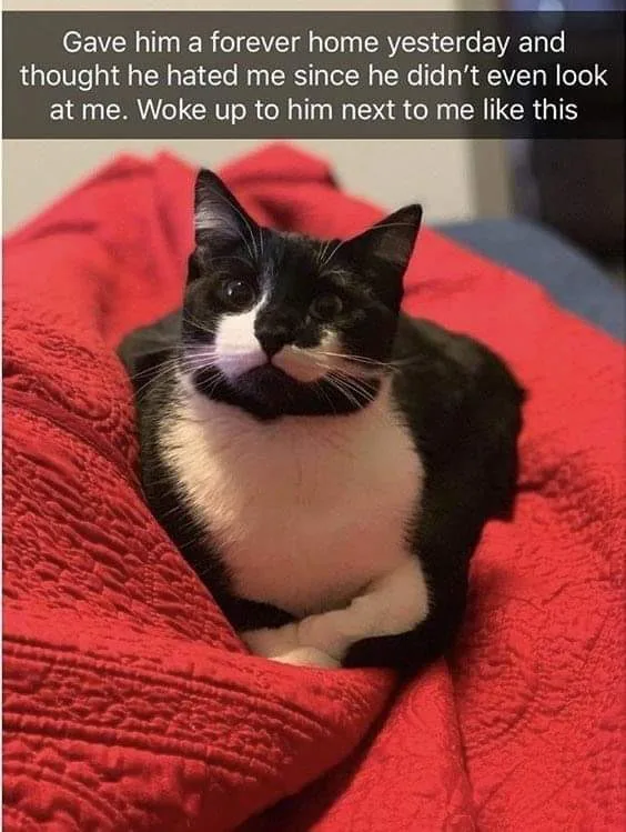 A black and white cat with a white chest and muzzle is curled up on a textured red blanket, looking directly at the camera…