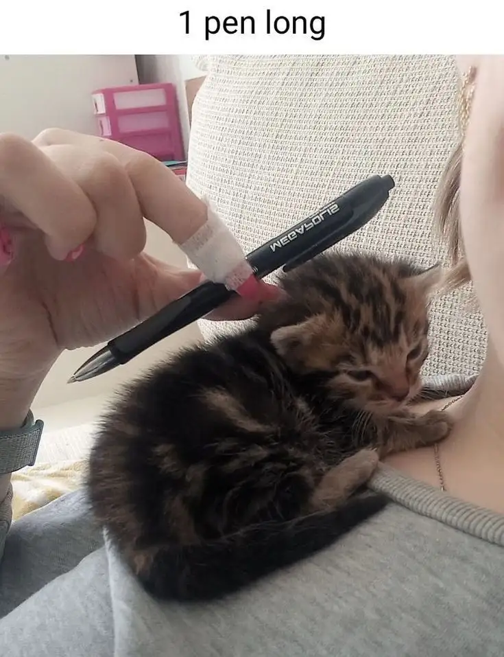 A small, fluffy tabby kitten is curled up sleeping on a person's chest, next to a black pen held horizontally by the…