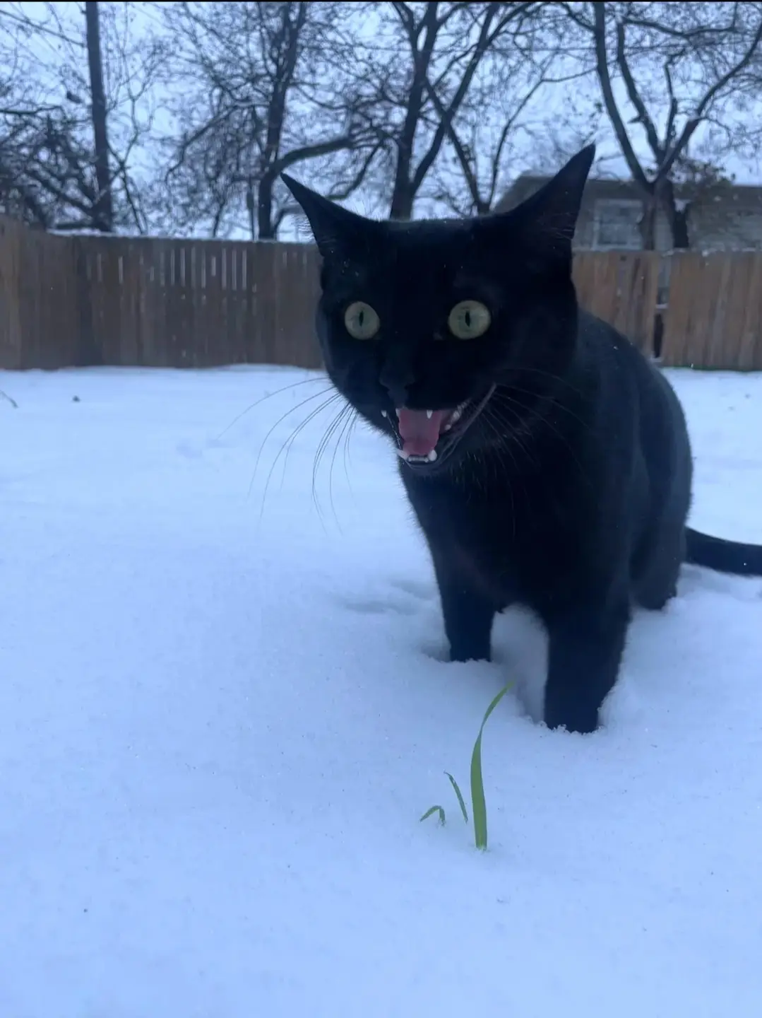 A black cat with wide, green eyes and bared teeth stands in a snowy yard, staring intensely at a single green blade of grass…