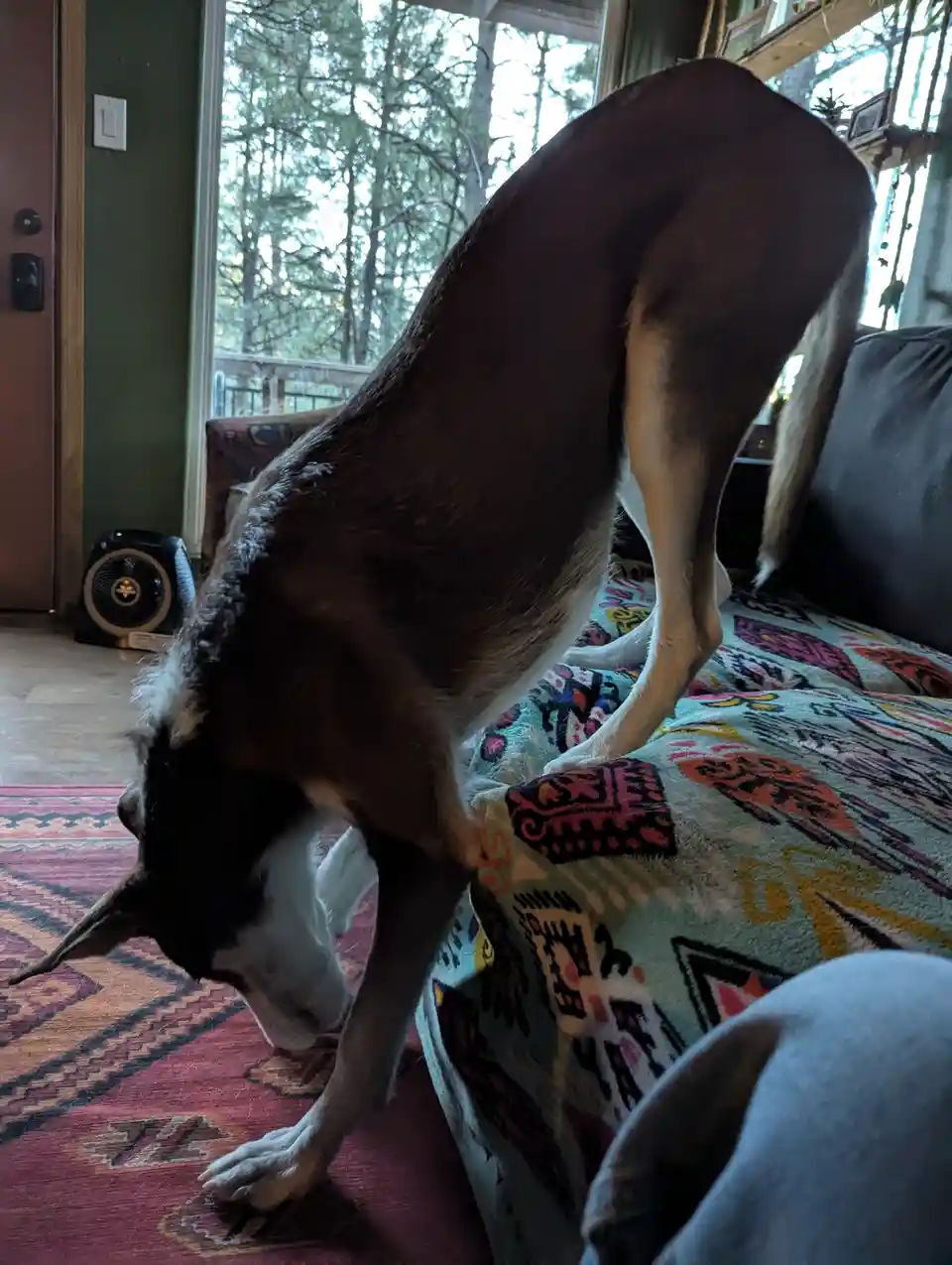 A dog with black and white fur is bent over at an extreme angle, with its hindquarters raised high and its front paws on the…