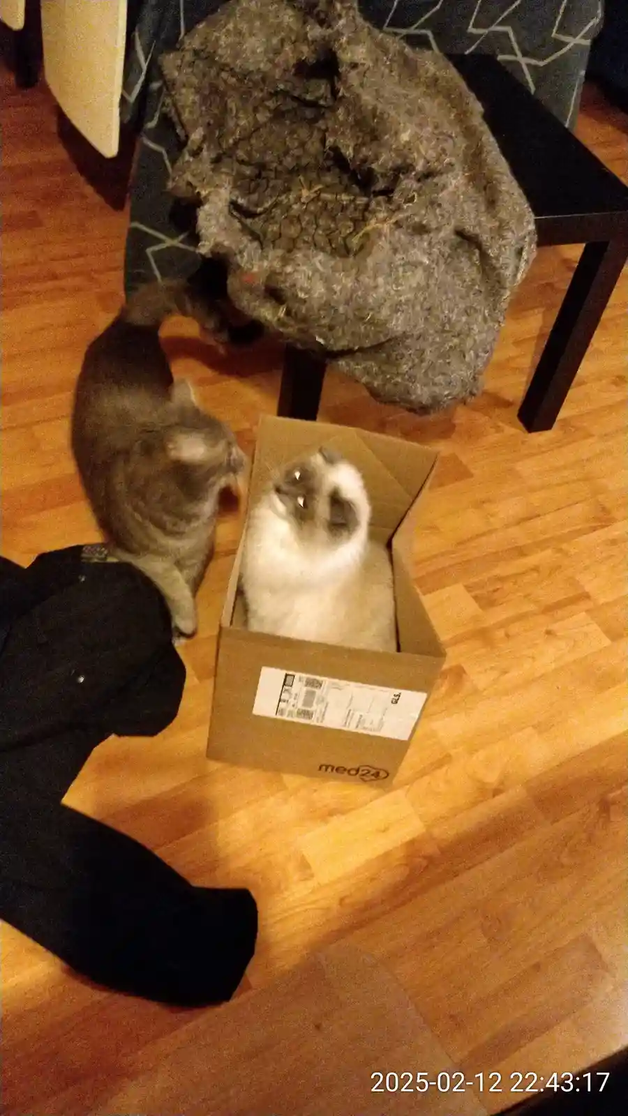 A fluffy white cat with dark points sits calmly inside a small cardboard shipping box labeled 'med24' on a wooden floor…