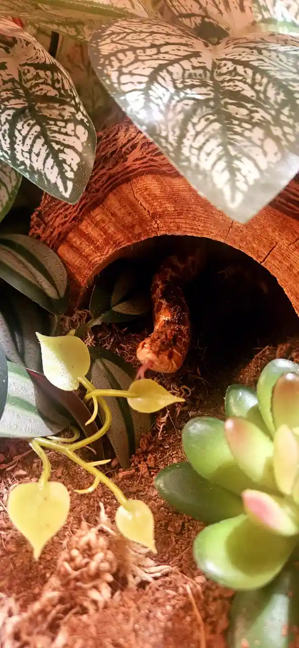 A snake with a brown and orange patterned body is partially visible, peeking out from a hollow log in a terrarium filled…