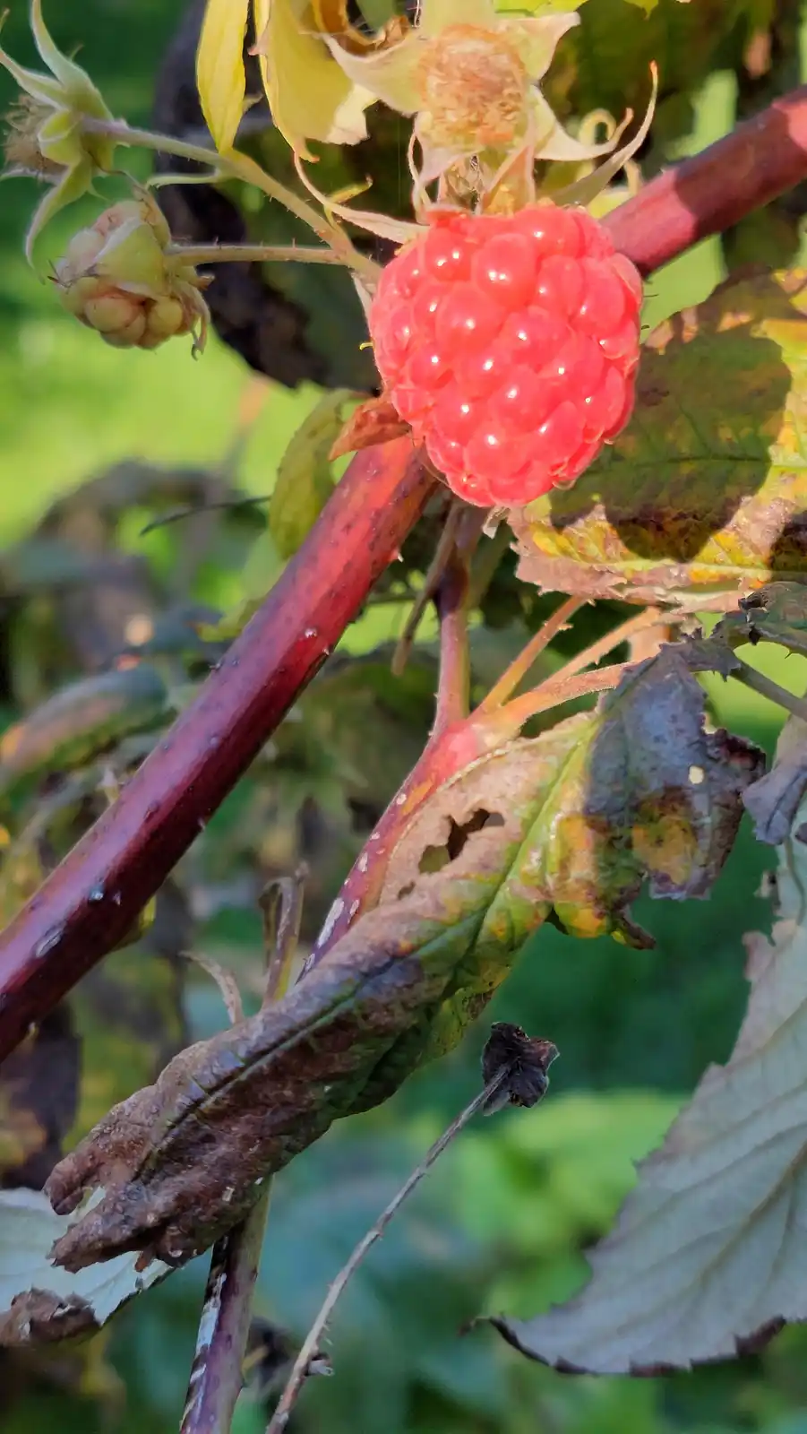 A close-up photo shows a single, ripe, red raspberry hanging on a thorny bush, surrounded by green and brownish-yellow…