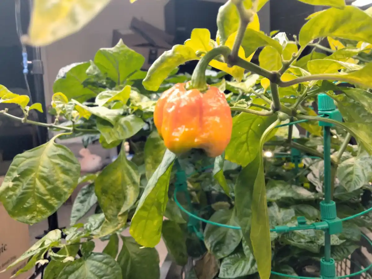 A close-up photo shows a single orange-red pepper growing on a leafy green plant, supported by a green plastic trellis. The…