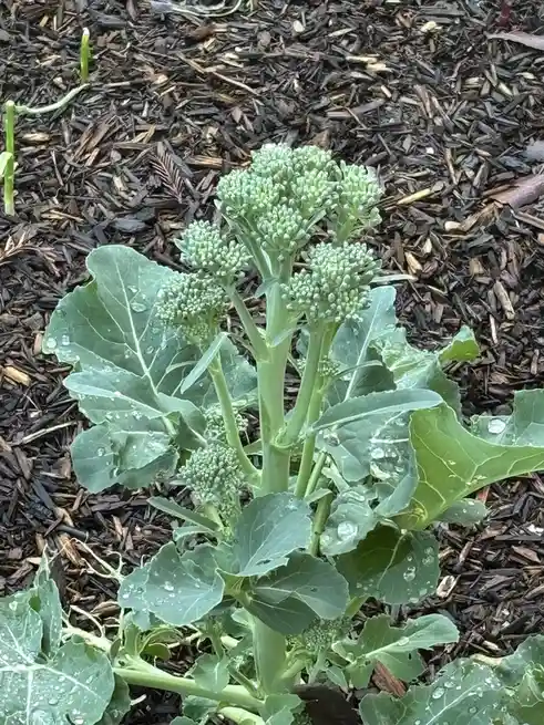 A close-up photo of a broccoli plant growing in dark brown wood chip mulch, with water droplets on its large green leaves…