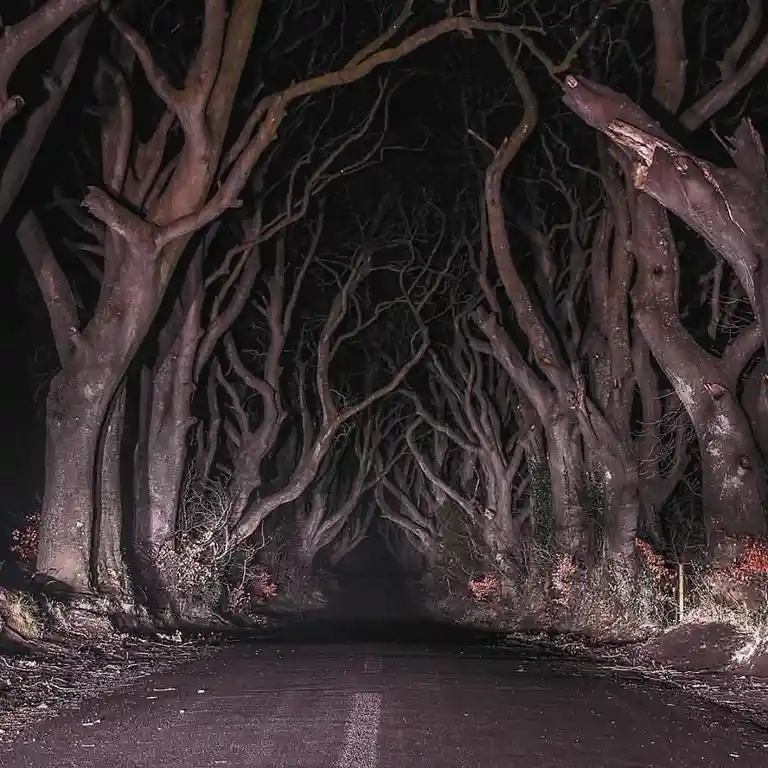 A dark, atmospheric photo of a narrow road at night, flanked by tall, gnarled trees with bare branches arching overhead to…