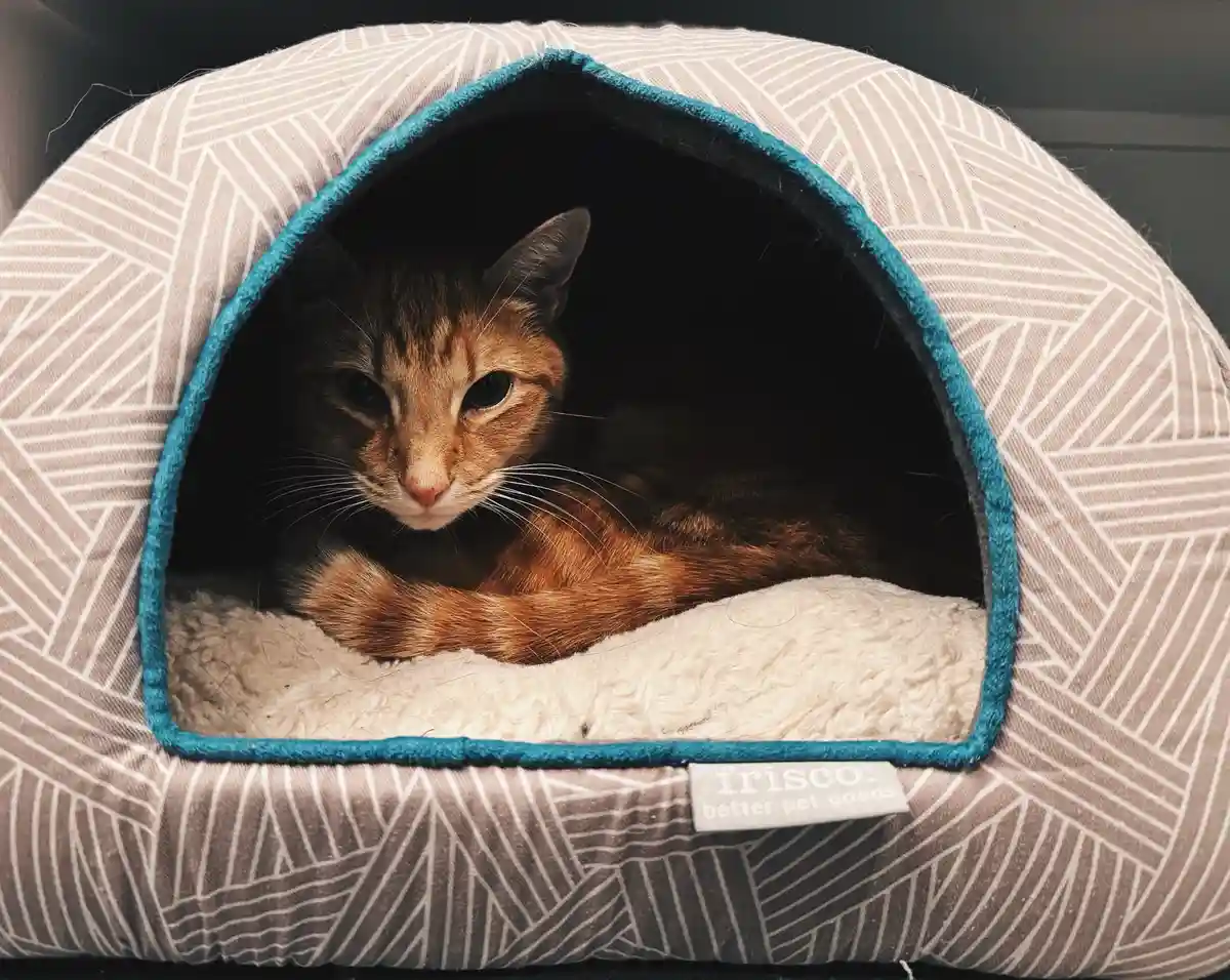 A ginger tabby cat is curled up and looking out from inside a dome-shaped pet bed with a geometric pattern and teal trim…