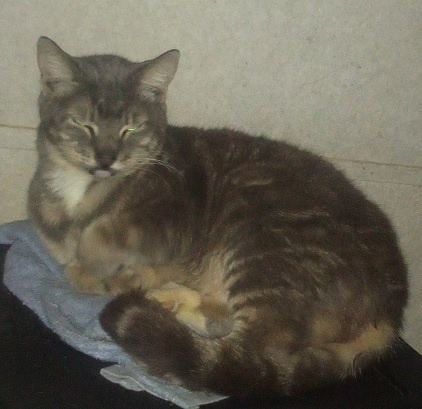 a tabby cat with green eyes sits curled up on a blue cloth, looking sleepy and uninterested. The text overlaid on the image…