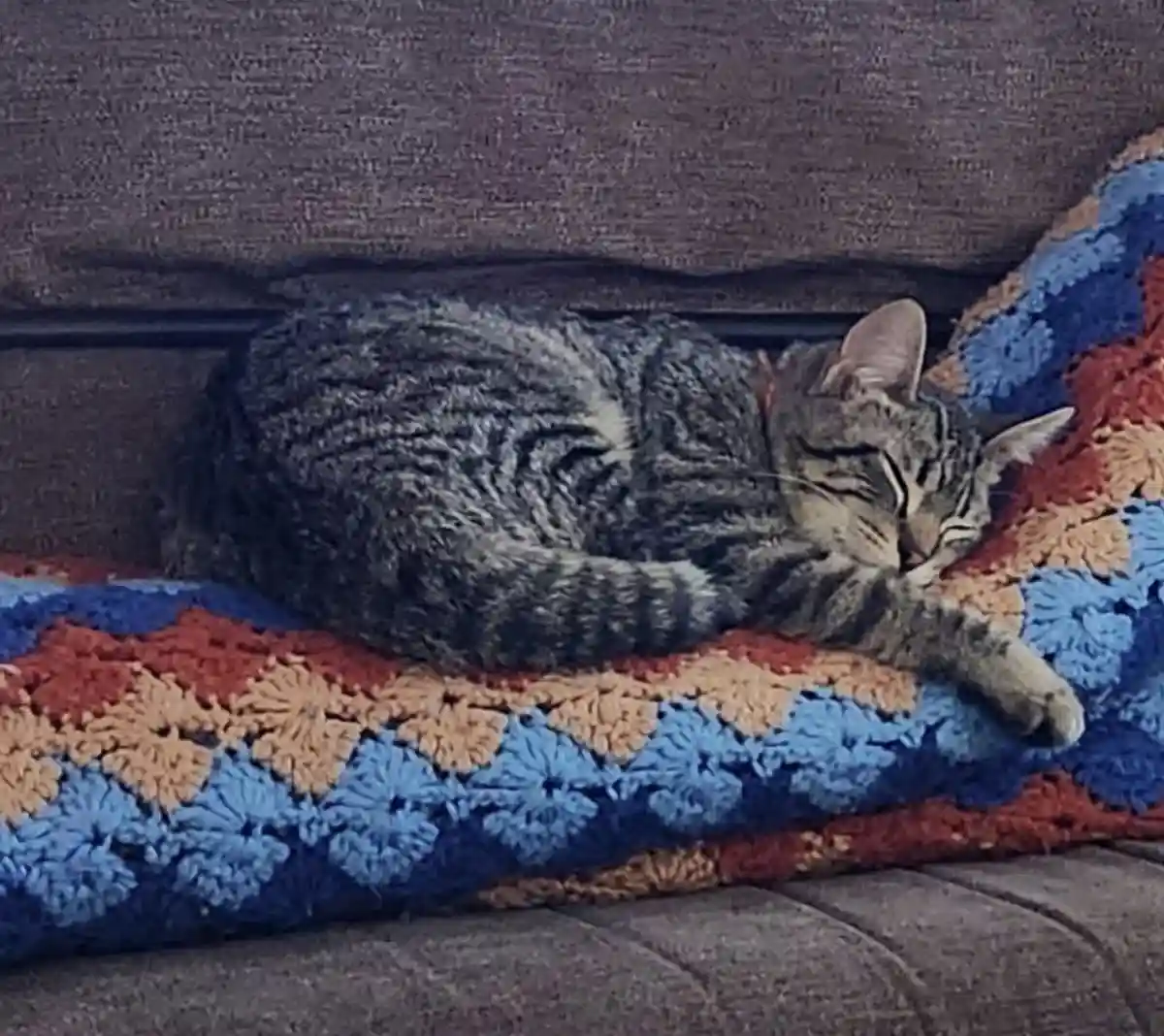 A tabby cat is curled up and sleeping soundly on a colorful crocheted blanket draped over a dark gray couch. The cat's eyes…