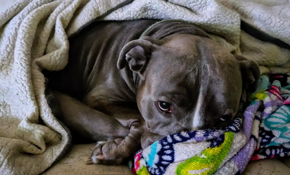 Busted! My Dog Stealing the Wife's Cozy Blanket