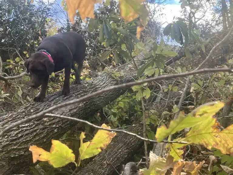 A chocolate Labrador Retriever stands on a thick, fallen tree trunk in a forest with autumn leaves, looking down. The dog…