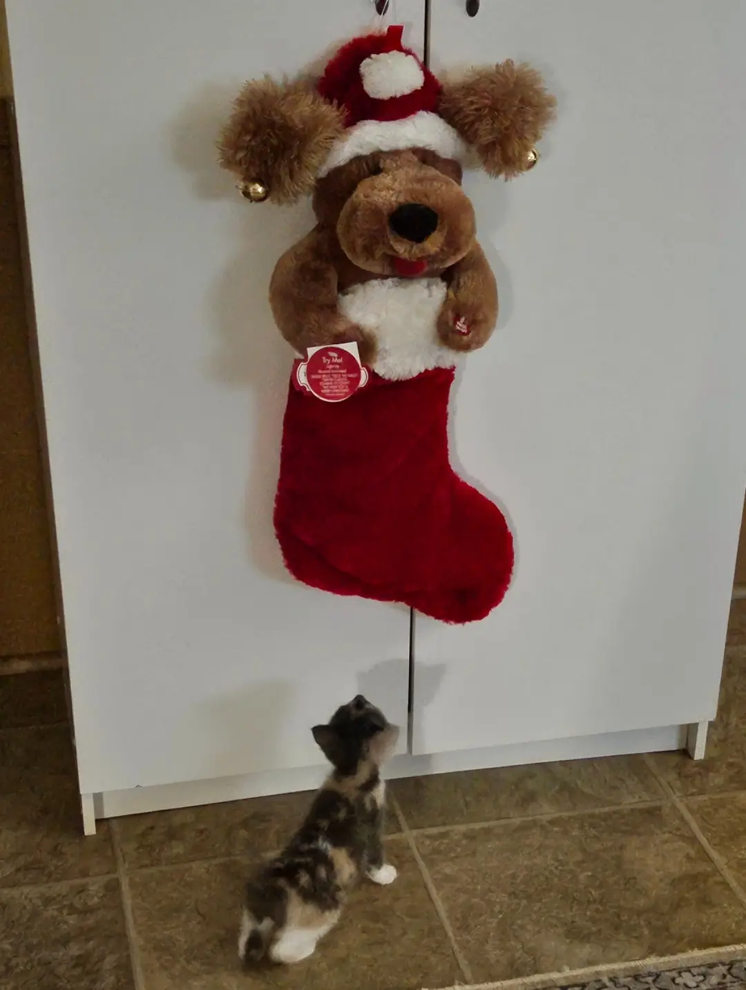 A small calico kitten stands on a tiled floor looking up at a plush brown dog wearing a Santa hat, which is hanging from a…
