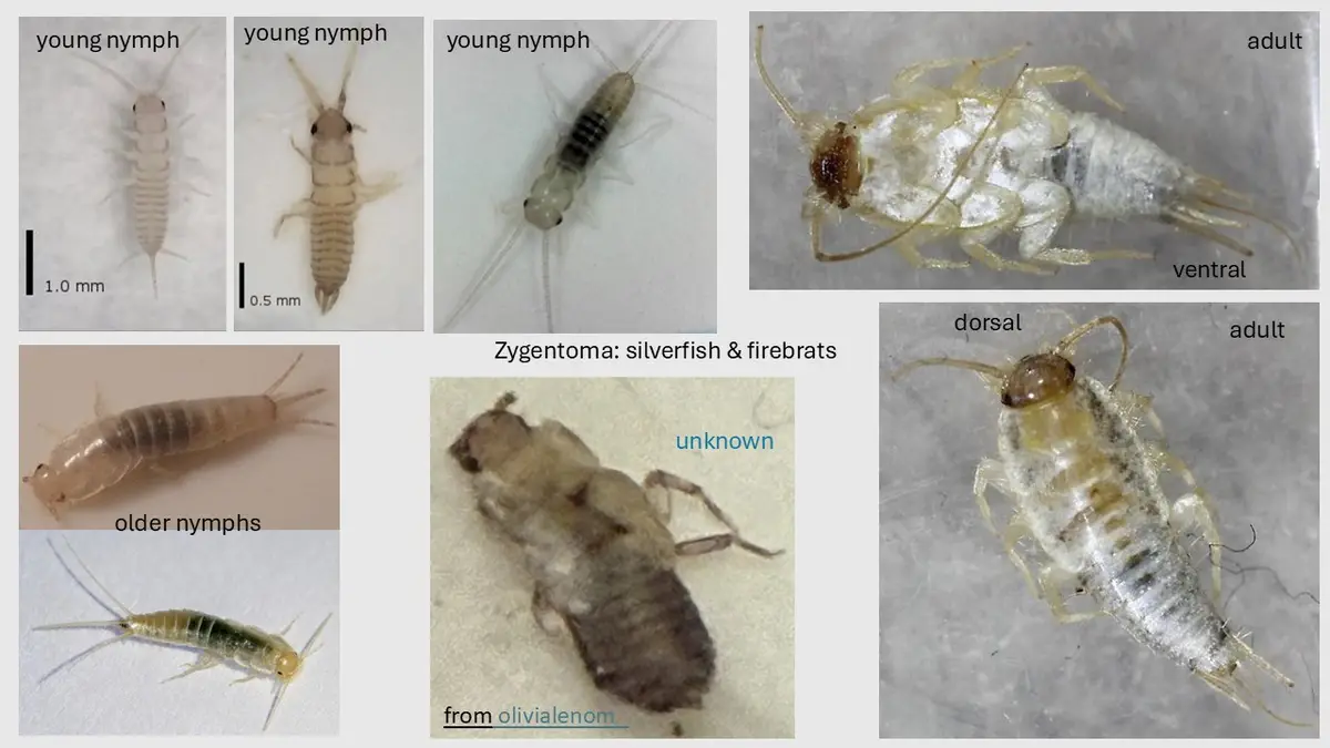A collage of eight images showing various life stages and views of silverfish and firebrats, including labeled young nymphs…