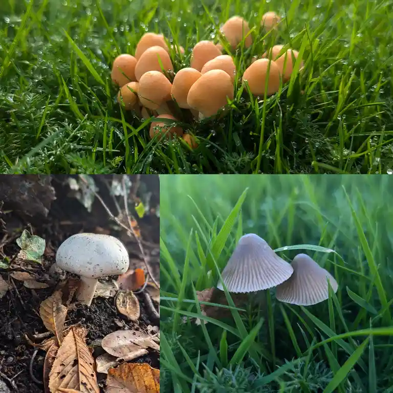 A collage of three photos showing different types of mushrooms in natural settings: a cluster of orange mushrooms in…