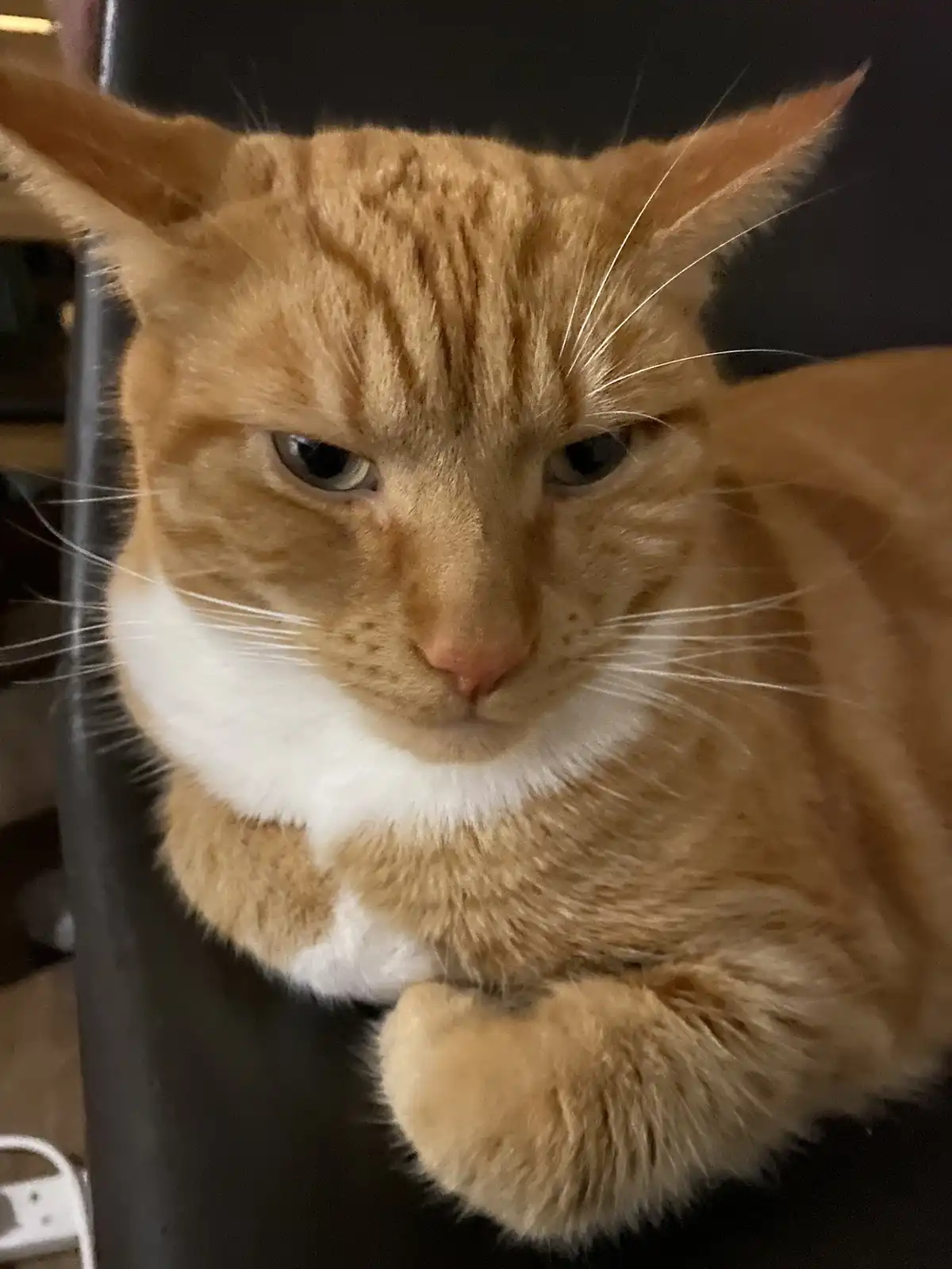 A close-up photo of an orange tabby cat with a white chest, sitting on a black chair and looking directly at the camera with…