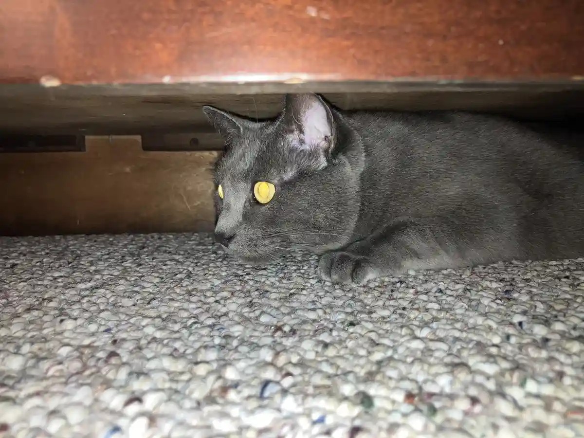 A gray cat with bright yellow eyes is hiding under a wooden piece of furniture on a textured carpet, looking sideways with a…