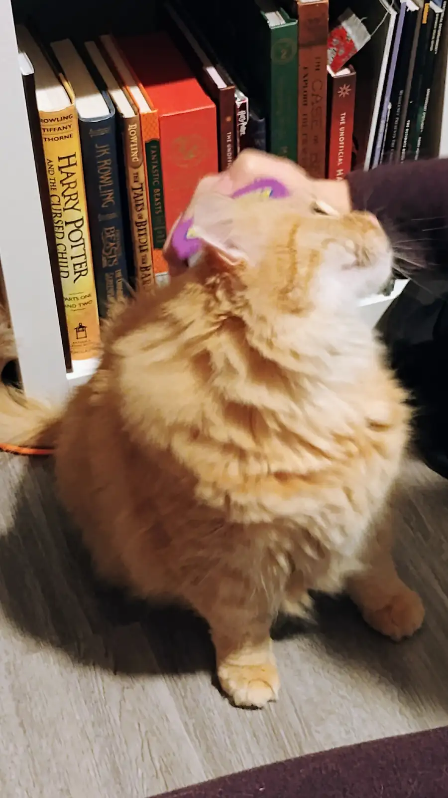 A fluffy orange cat sits on a wooden floor in front of a bookshelf filled with Harry Potter books, looking blissfully…