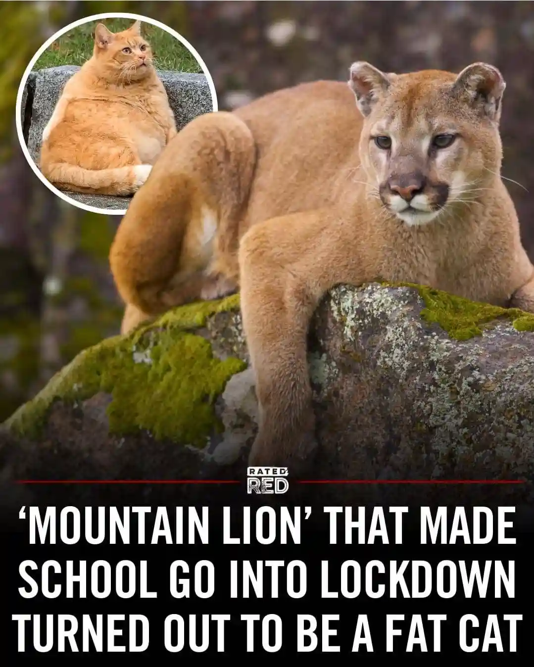 A large mountain lion is pictured resting on a mossy rock, with a circular inset image of a plump orange tabby cat. The text…