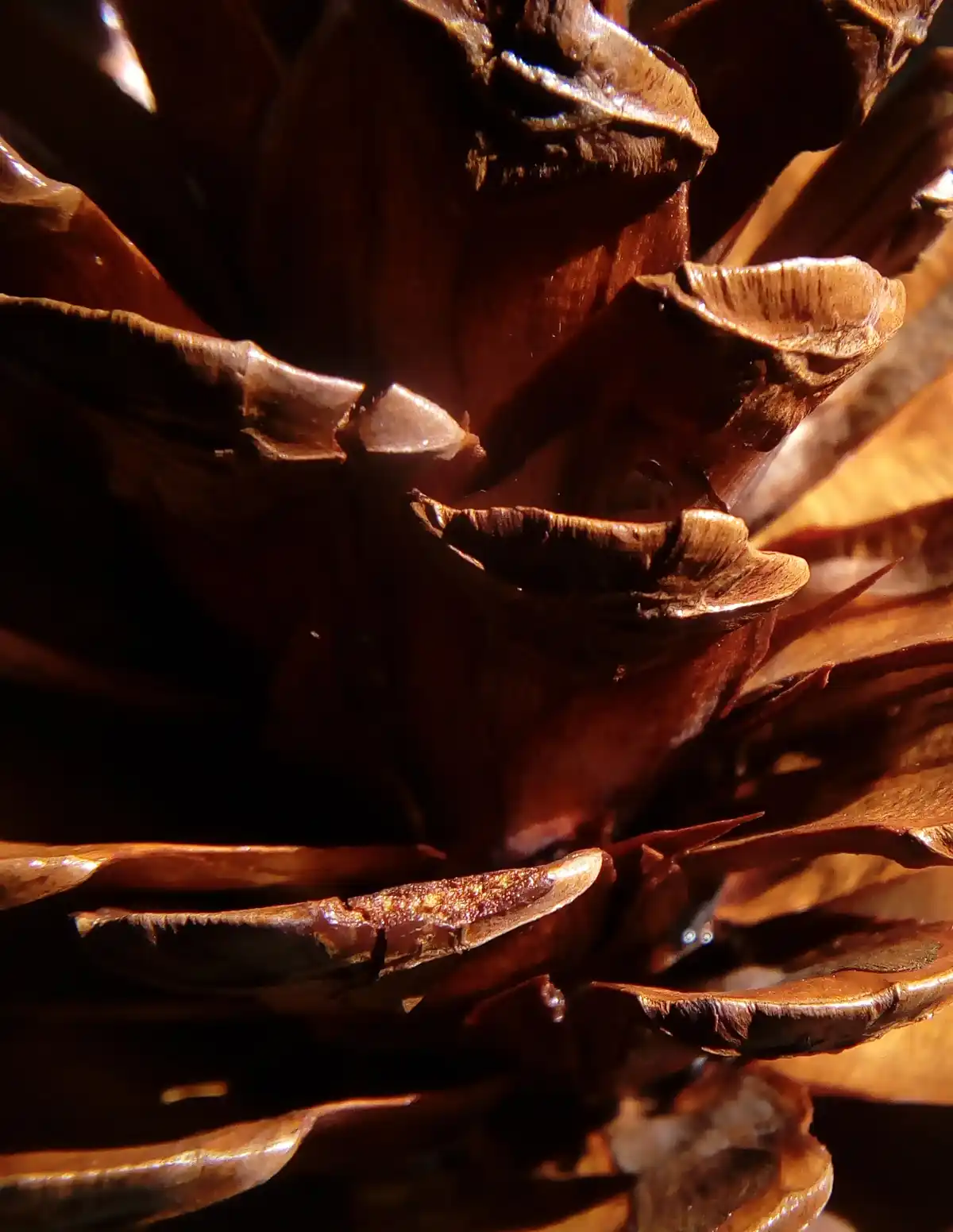 A close-up photograph of a pinecone with warm, dramatic lighting highlighting its textured, overlapping scales. The image…