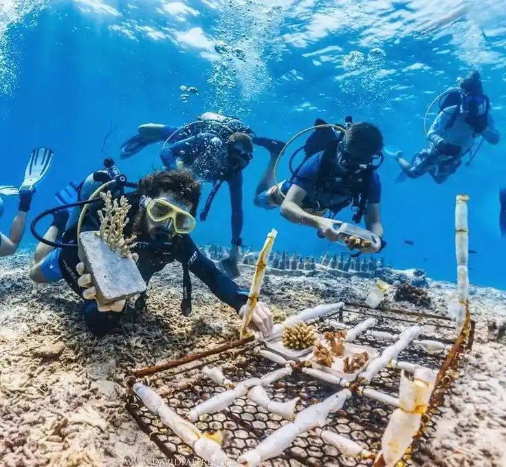 Several scuba divers underwater are carefully placing coral fragments onto a submerged metal grid structure designed to grow…