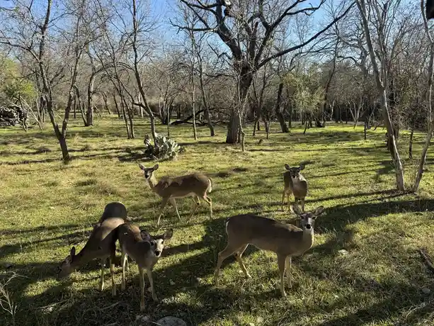 A photo shows five deer in a grassy field with bare trees under a clear blue sky; one deer is grazing while others look…