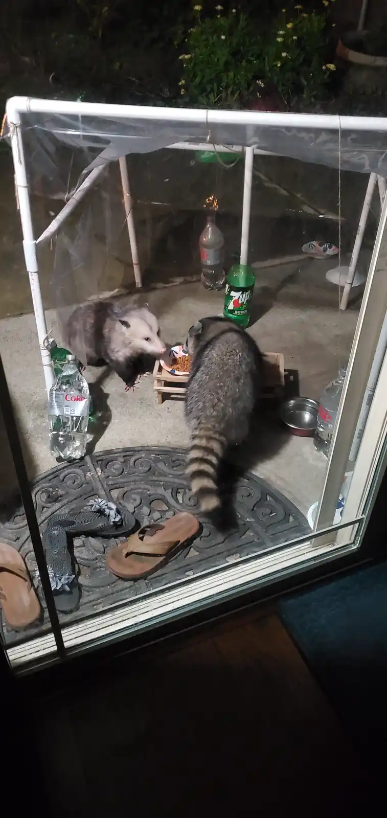 Two nocturnal animals, an opossum and a raccoon, are seen inside a makeshift shelter made of PVC pipes and plastic sheeting…