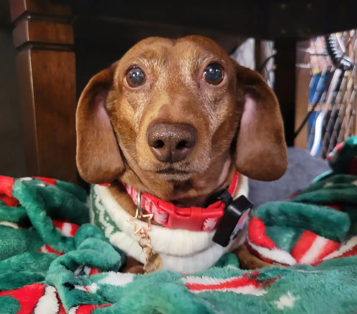 A brown dachshund with large, expressive eyes looks directly at the camera while wearing a festive white sweater with green…