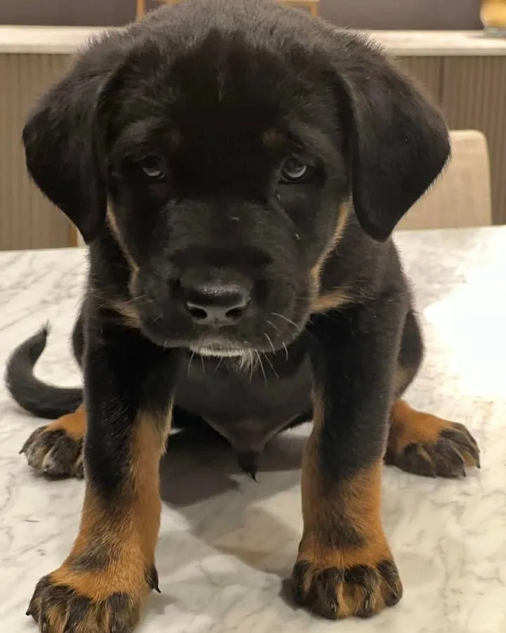 A black and tan puppy with large, expressive eyes sits on a marble surface, looking directly at the camera with a sad…