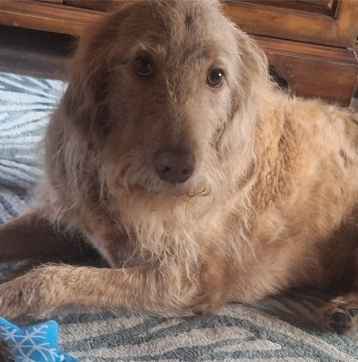 A shaggy, light brown dog with a scruffy coat lies on a striped blanket, looking directly at the camera with a relaxed…