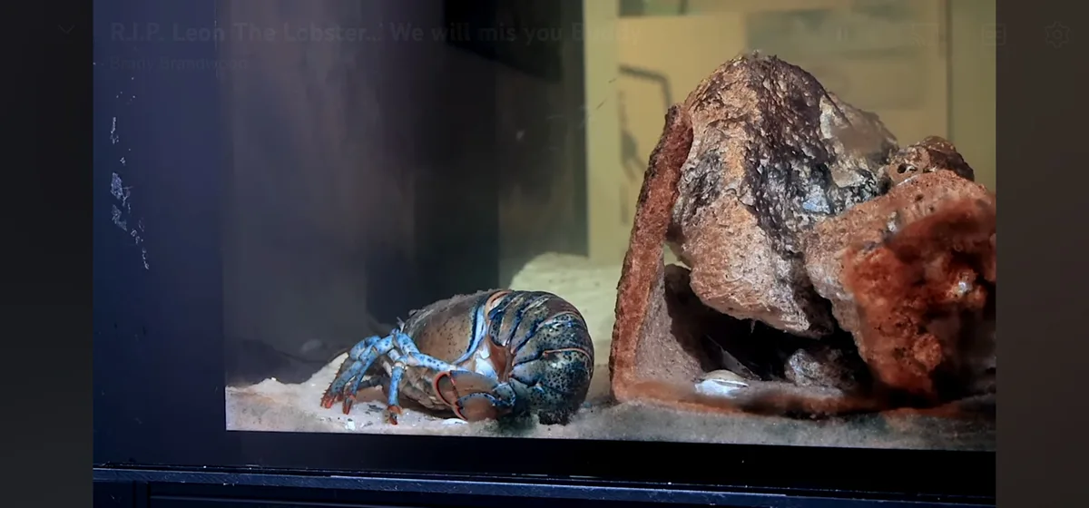 A blue-spotted lobster lies motionless on the sandy bottom of an aquarium tank, next to a large, textured rock formation…