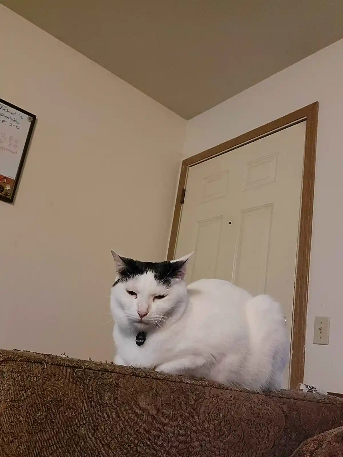 A white cat with black markings on its head sits on a brown couch with a bored, unimpressed expression. It wears a collar…