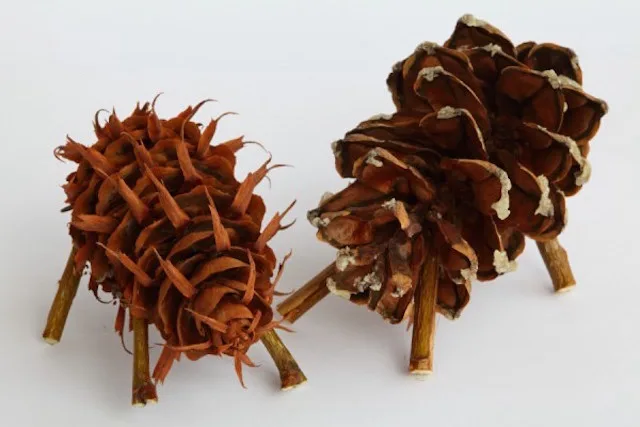 Two dried pinecones are positioned upright on their stems against a plain white background, resembling small, spiky…