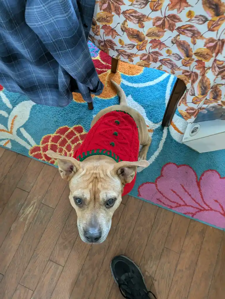 A light brown dog wearing a red knitted sweater with green trim looks up with a sad, pleading expression. The dog is on a…