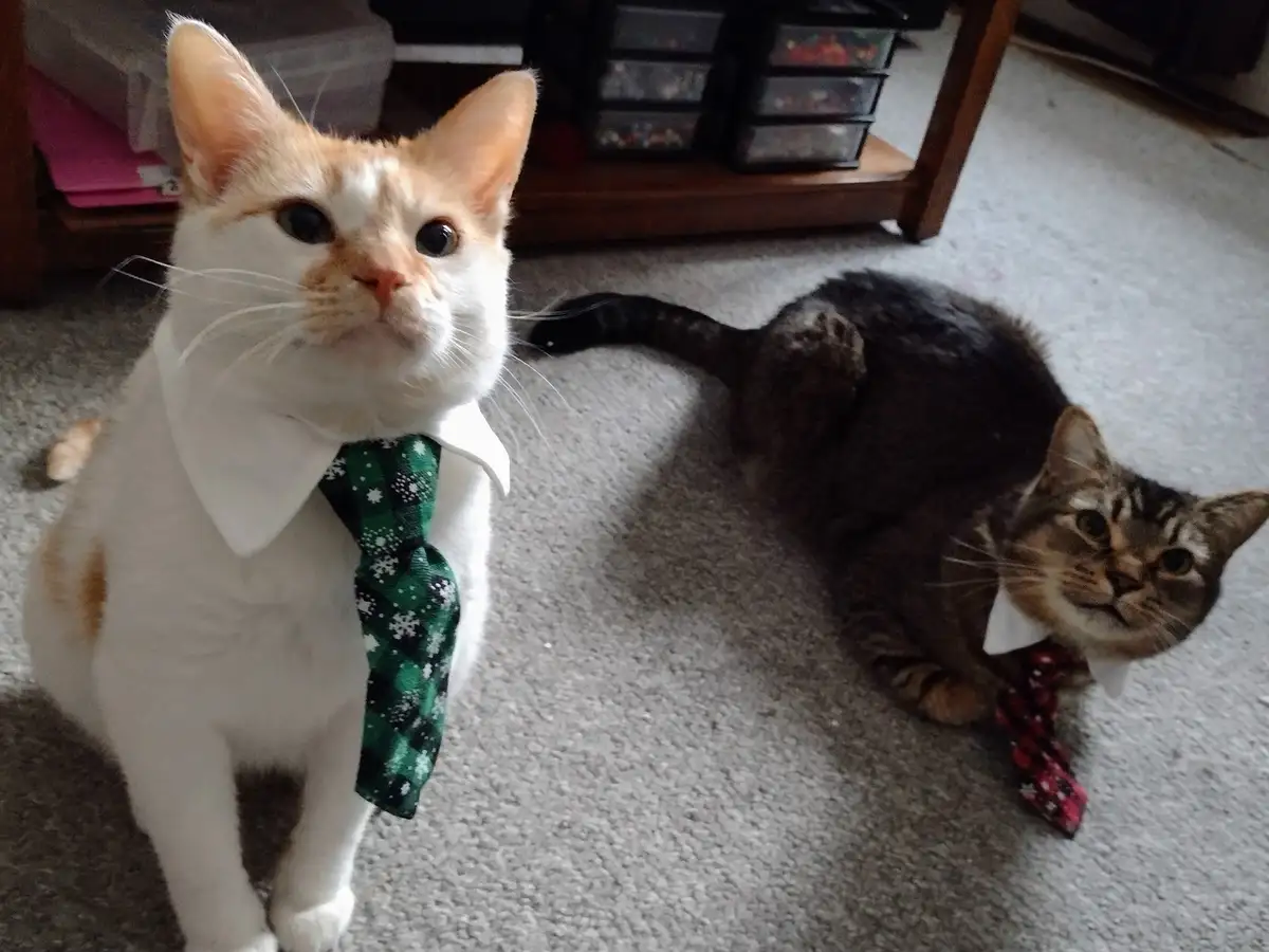 Two cats sit on a carpeted floor, one white and orange cat in a green snowflake tie looks upward with a serious expression…
