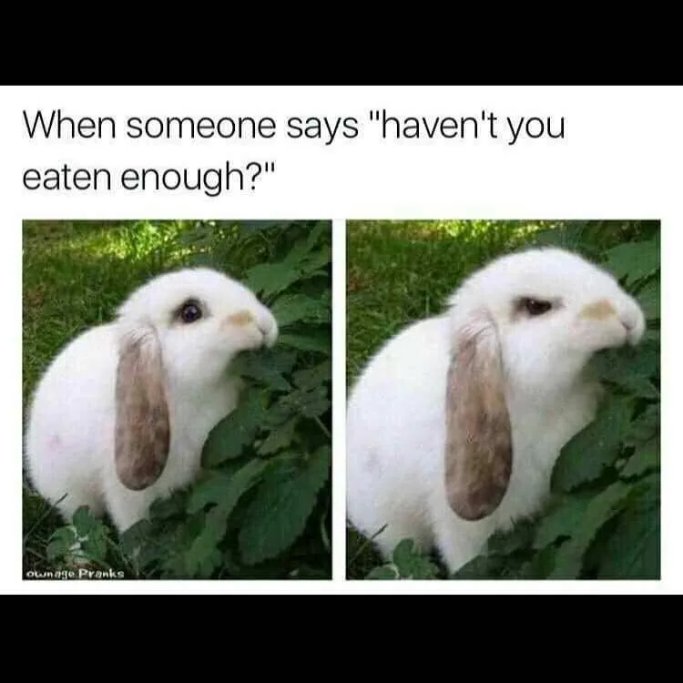 The image shows two side-by-side photos of a white lop-eared rabbit in green foliage. In the left photo, the rabbit looks up…